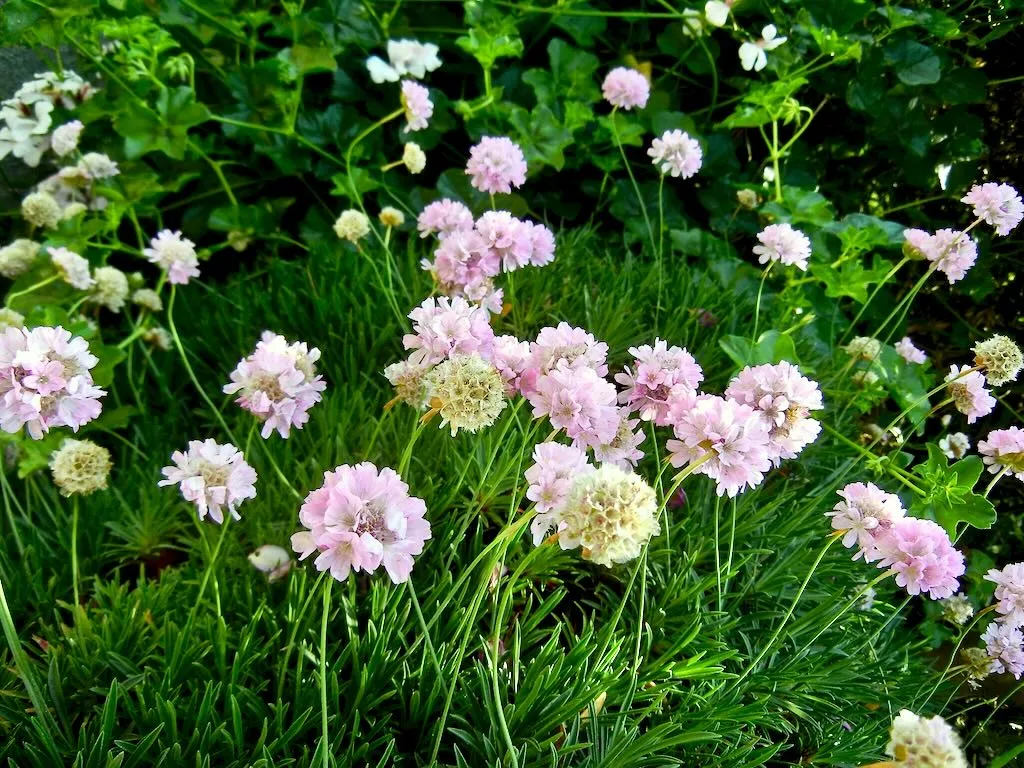 Armeria maritima-1 - Online Flower Garden Plumbaginaceae Armeria maritima