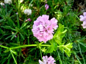 Armeria maritima