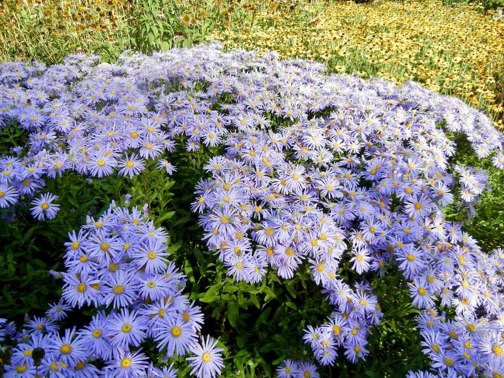 Aster amellus 'King George'
