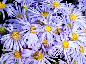 Aster amellus 'King George'