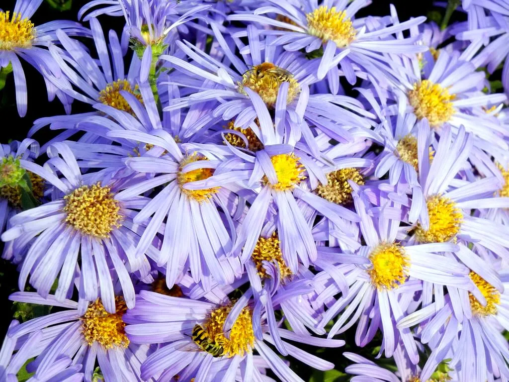 Aster amellus 'King George'