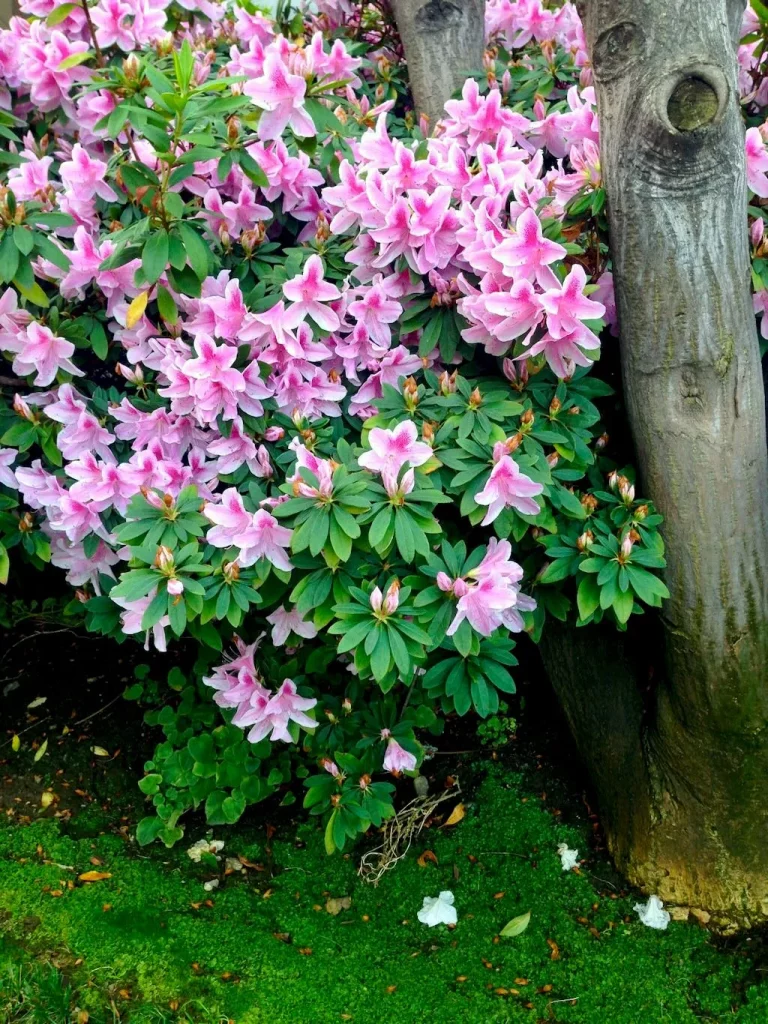 Azalea indica var. simsii