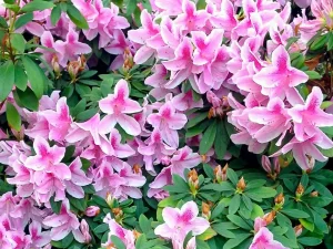 Azalea indica var. simsii