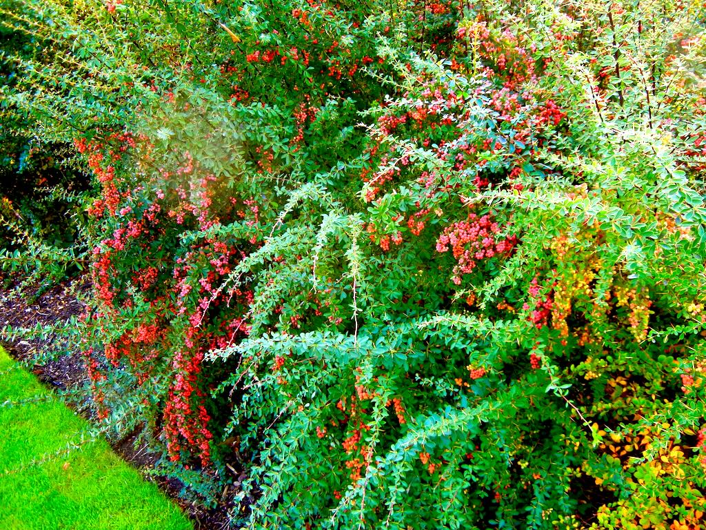 Berberis candidula'Amstelveen'