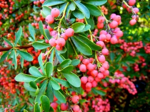 Berberis candidula 'Amstelveen'