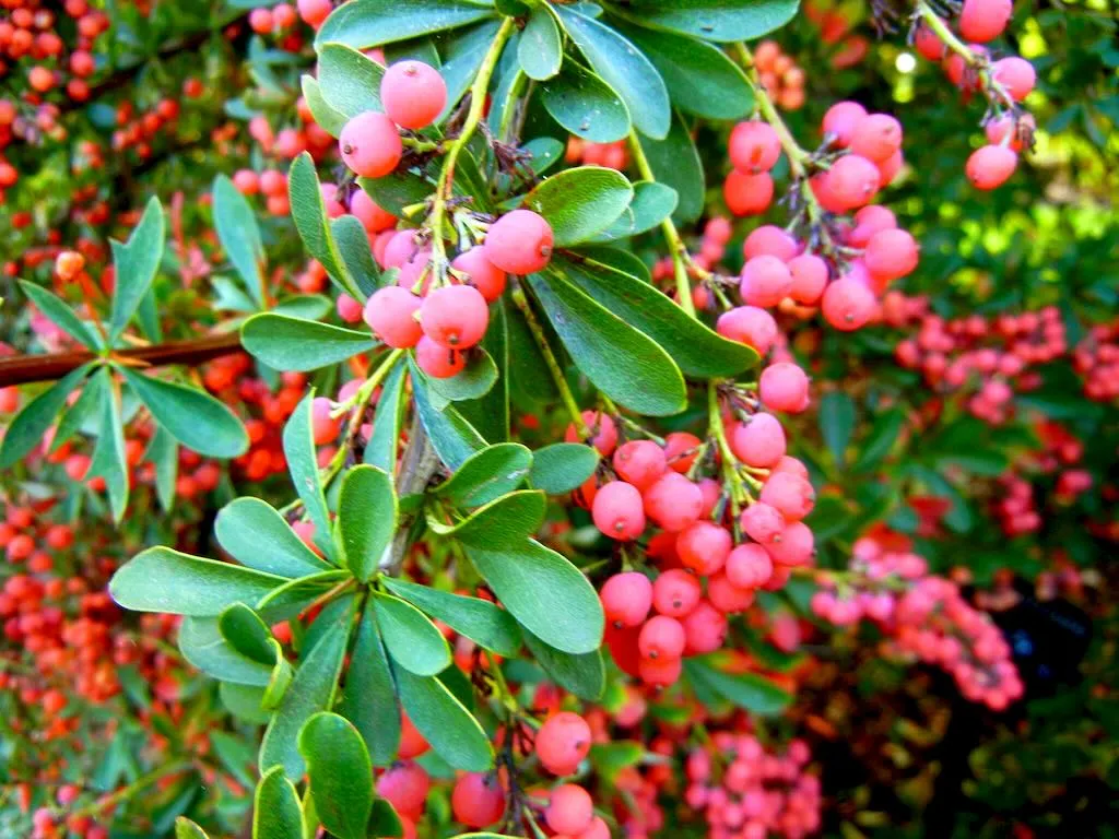 Berberis candidula 'Amstelveen'