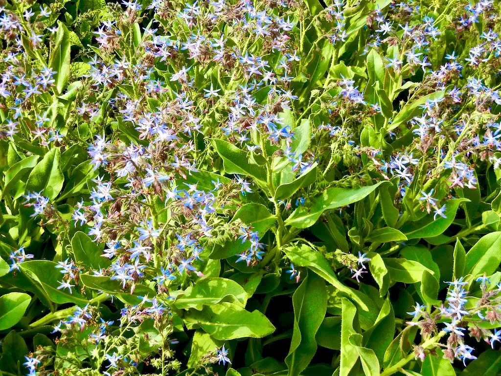 Caccinia strigosa-1 - Online Flower Garden Caccinia strigosa