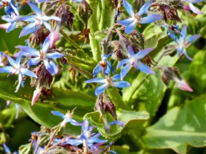 Caccinia strigosa
