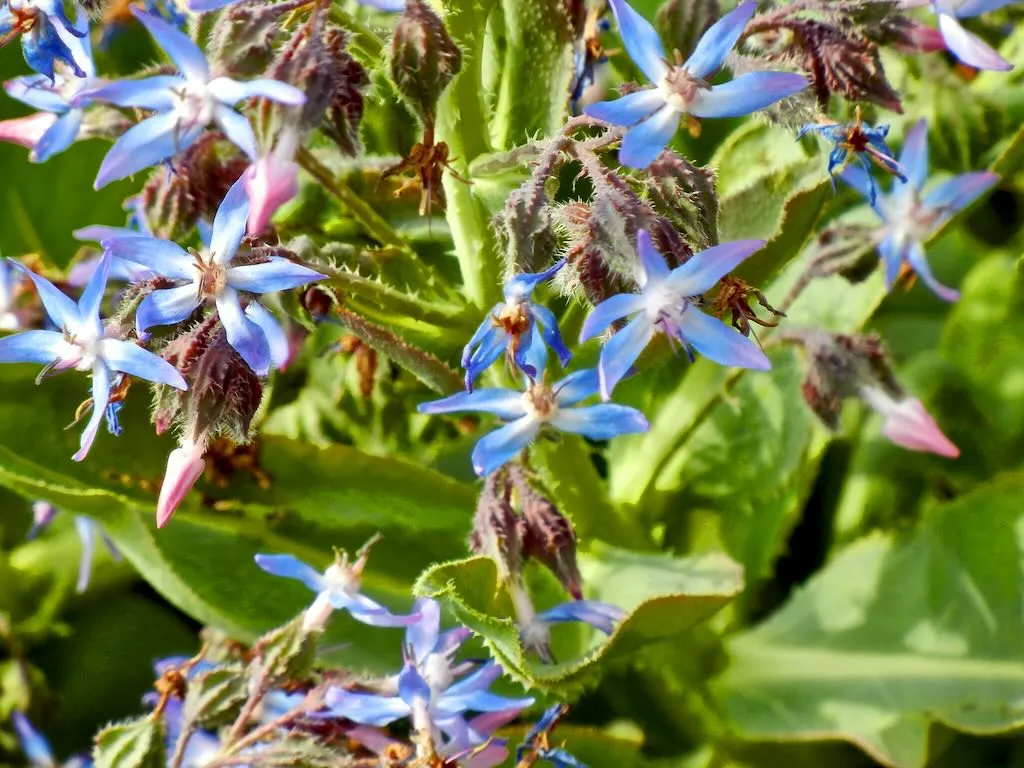 Caccinia strigosa - Online Flower Garden Caccinia strigosa