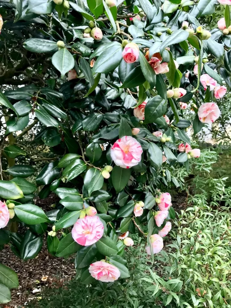 Camellia japonica Angela Cocchi-1 - Online Flower Garden Camellia japonica'Angela Cocchi'