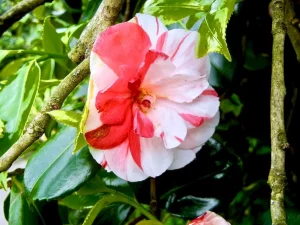 Camellia japonica 'Angela Cocchi'