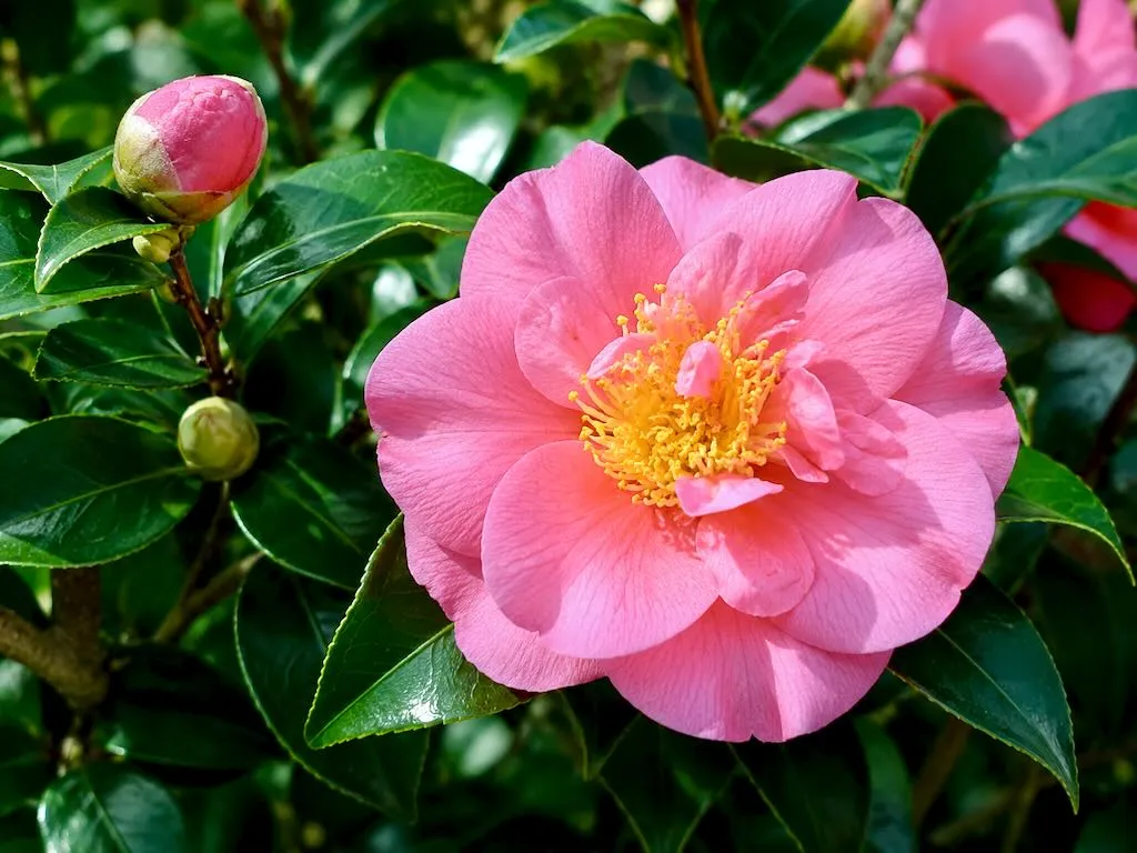 Camellia japonica Kumasaka-1 - Online Flower Garden Theaceae Camellia japonica'Kumasaka'
