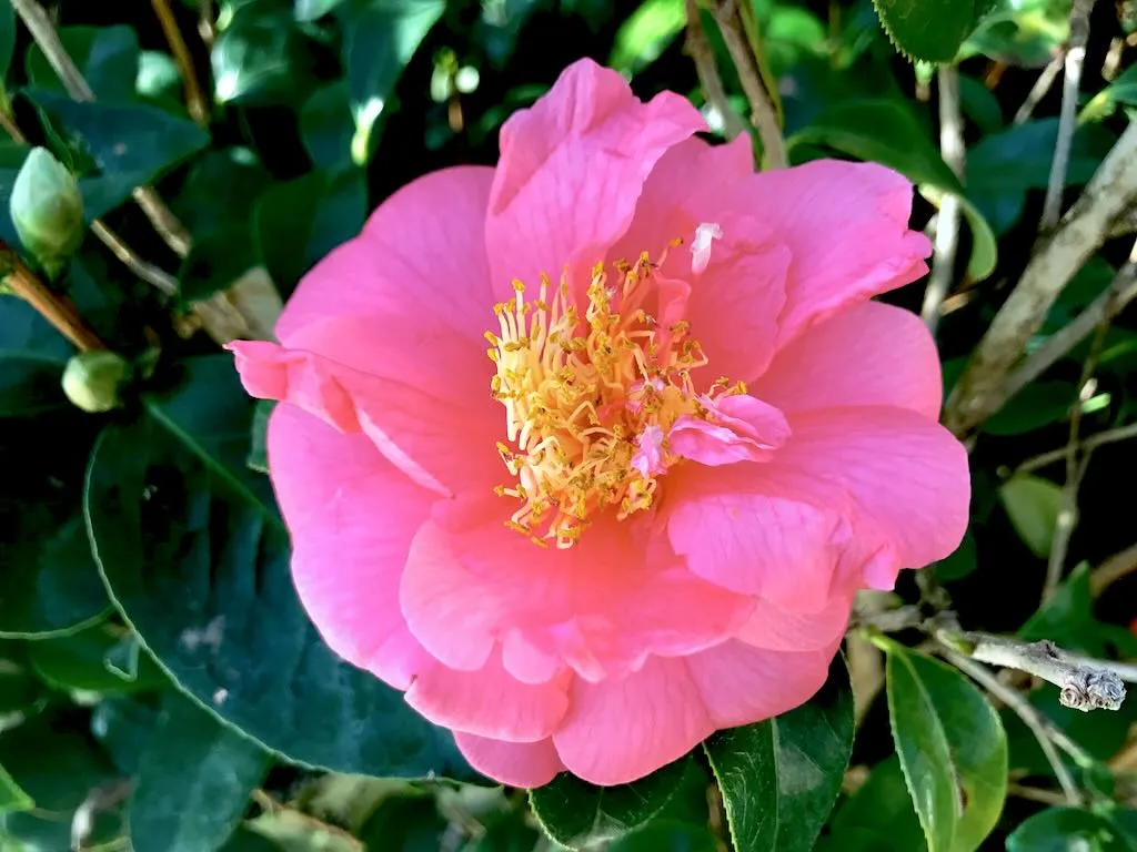 Camellia japonica 'Kumasaka'