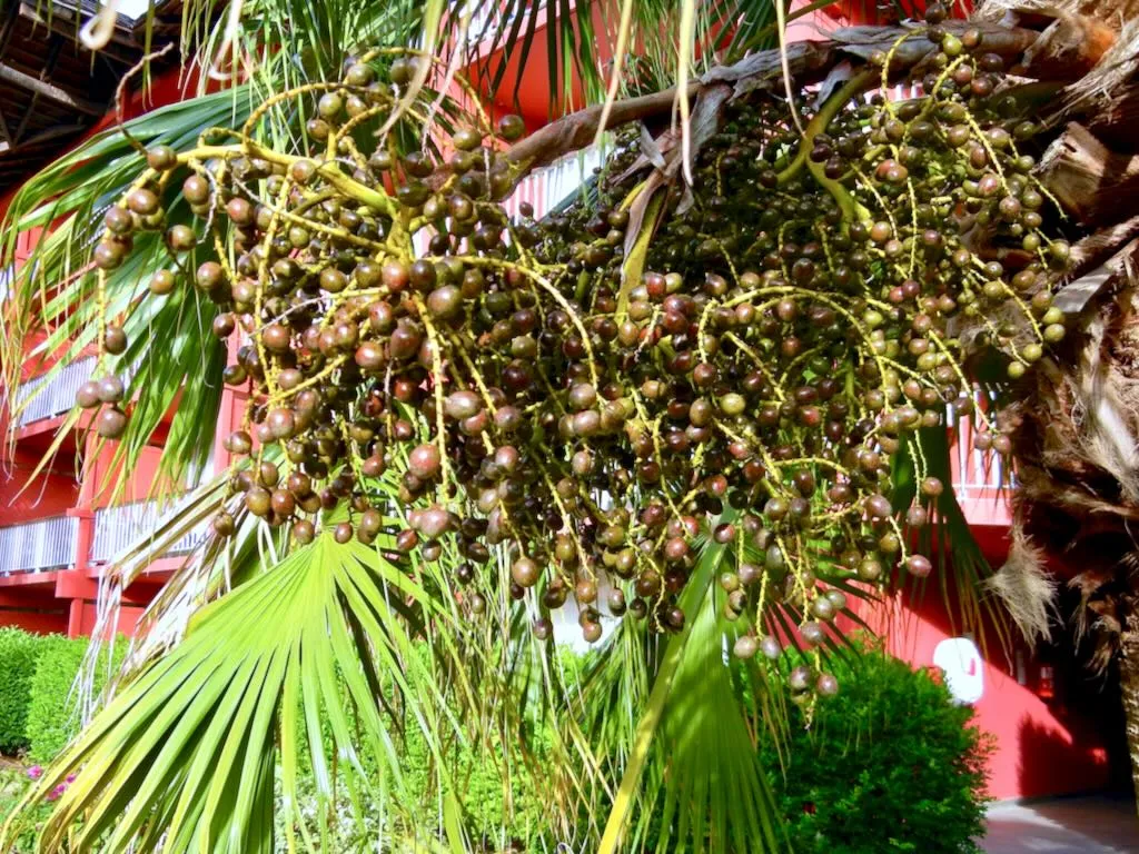 Caryota urens-Tahiti - Online Flower Garden Caryota urens at Tahiti Ia Ora Beach Resort Garden