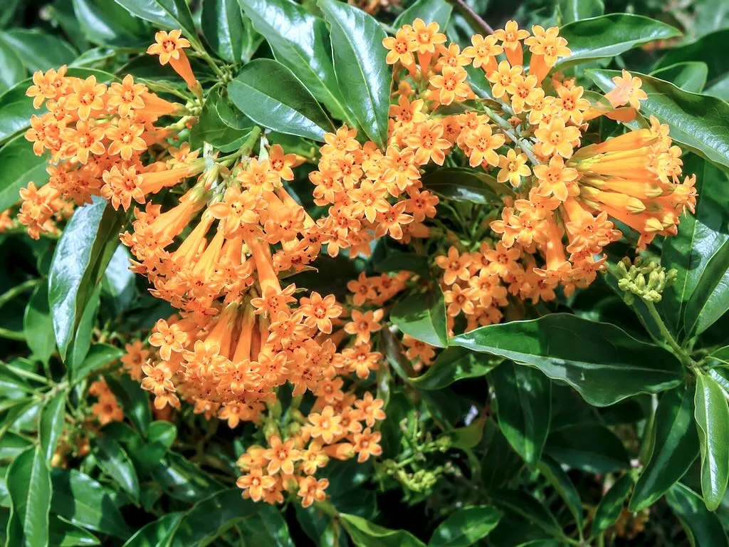 Solanaceae Cestrum aurantiacum
