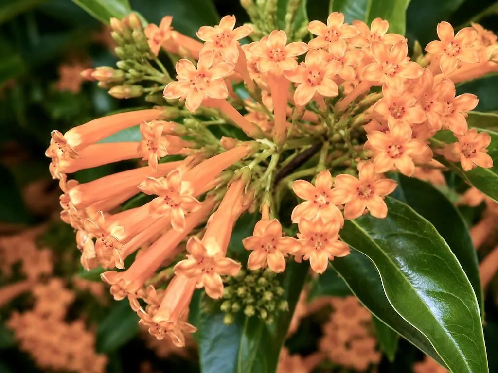 Cestrum aurantiacum