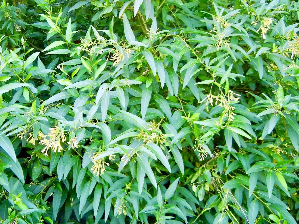 Cestrum parqui