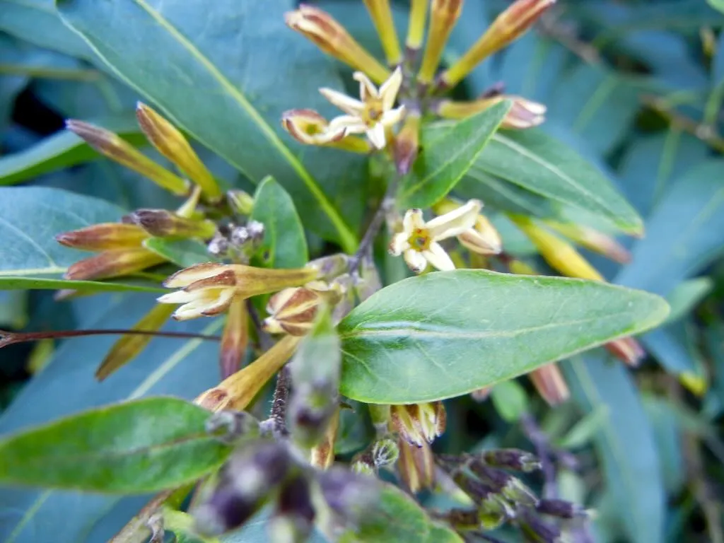 Cestrum parqui