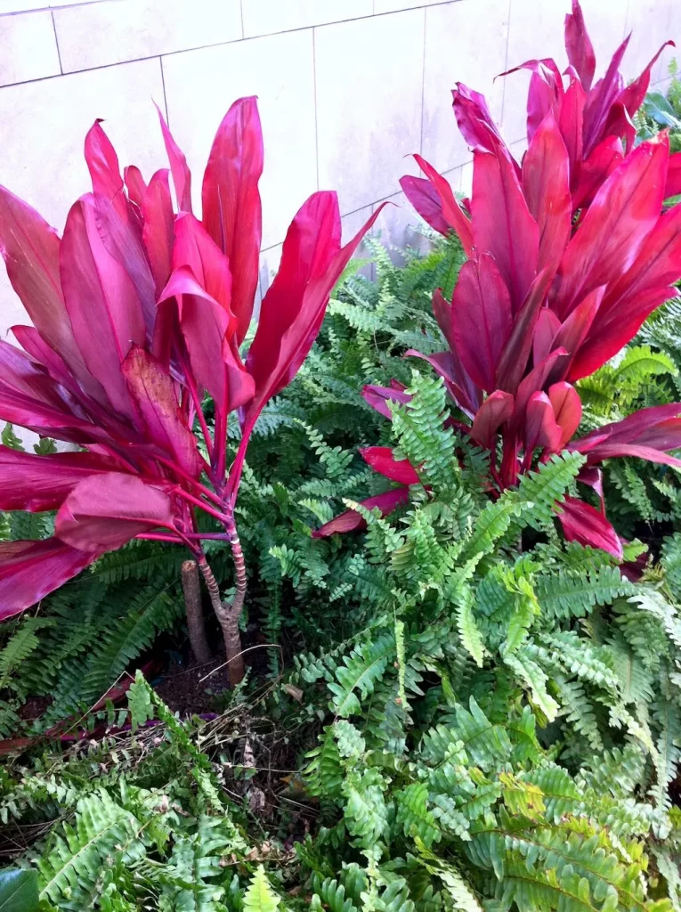 Cordyle fruticosa'Red Sister'