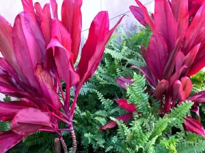 Cordyle fruticosa 'Red Sister'