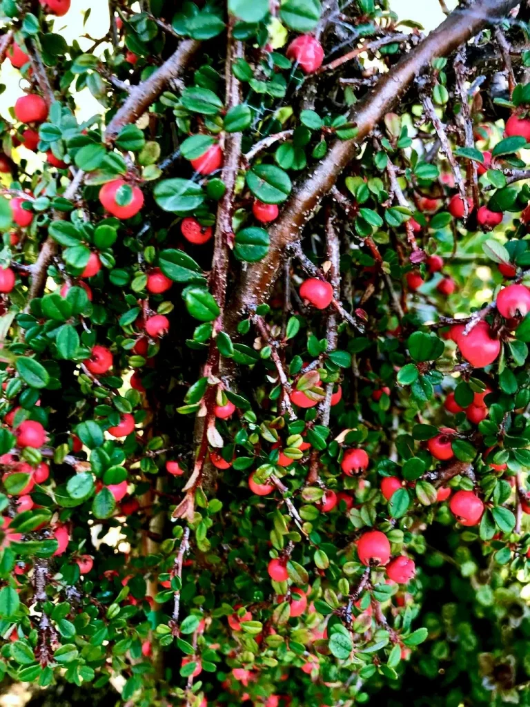 Cotoneaster dammeri Striebs Findling-1 - Online Flower Garden Cotoneaster dammeri'Strieb's Findling'