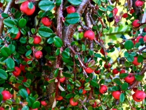 Cotoneaster dammeri 'Strieb's Findling'