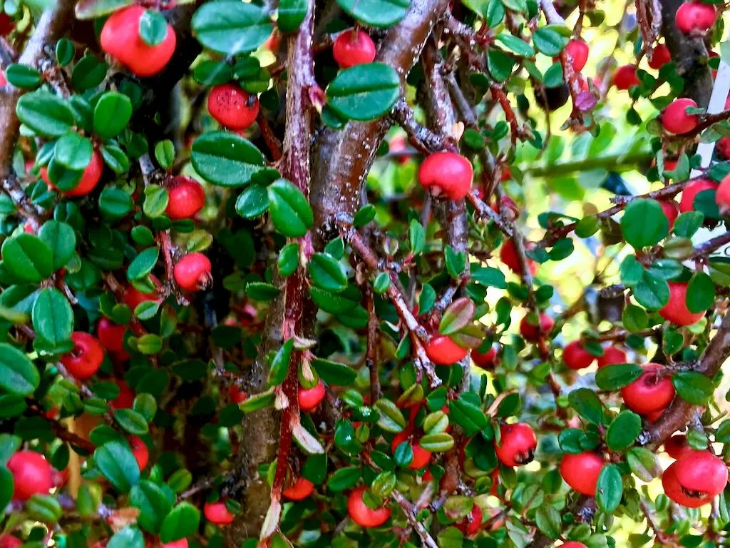 Cotoneaster dammeri Striebs Findling - Online Flower Garden Cotoneaster dammeri 'Strieb's Findling'