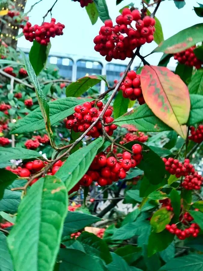 Cotoneaster frigidus Cornubia-1 - Online Flower Garden Cotoneaster frigidus 'Cornubia'