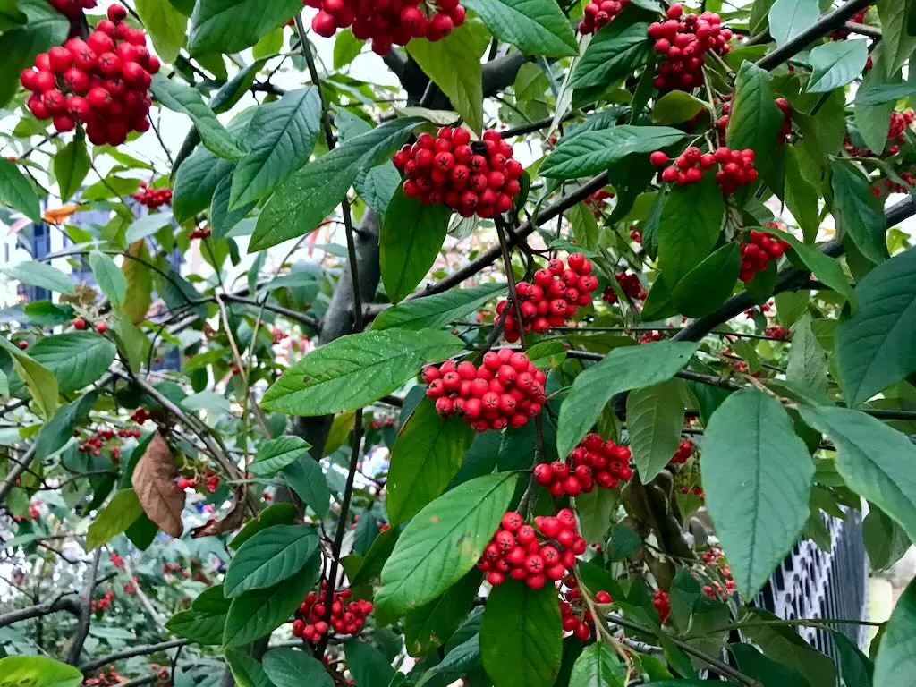 Cotoneaster frigidus Cornubia - Online Flower Garden Cotoneaster frigidus 'Cornubia'
