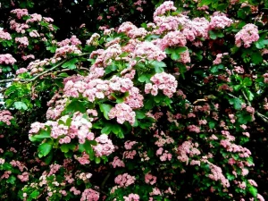 Crataegus laevigata 'Paul’s Scarlet'