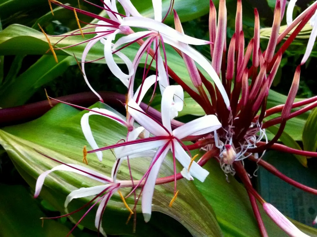 Crinum asiaticum - Online Flower Garden Crinum asiaticum
