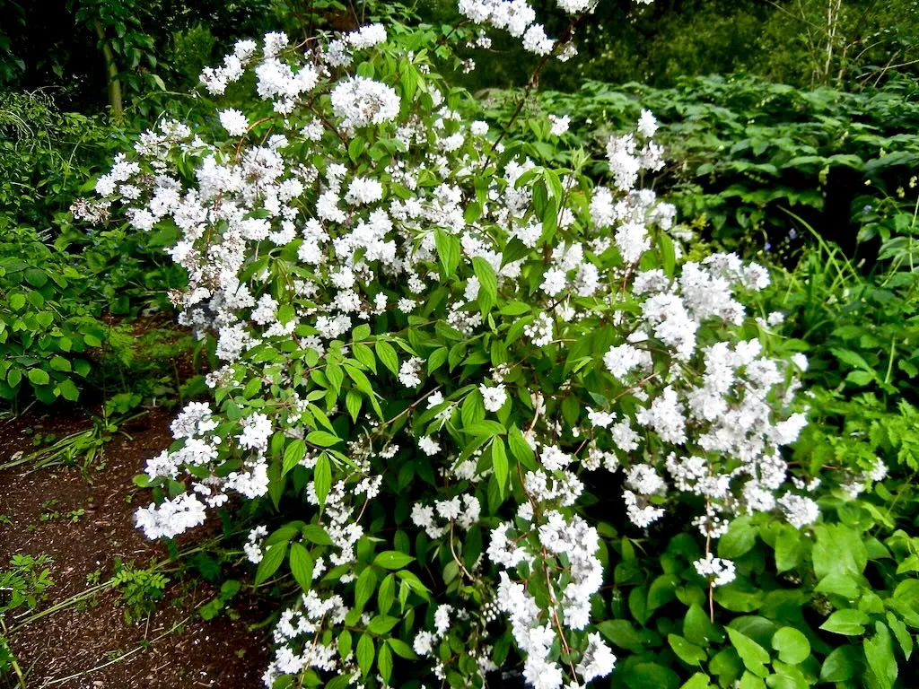 Deutzia gracilis