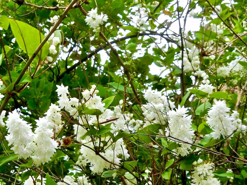 Deutzia scabra'Candidissima'
