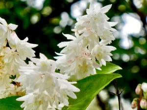 Deutzia scabra 'Candidissima'
