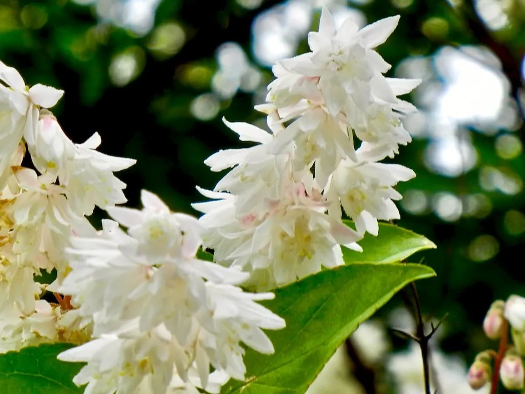 Deutzia scabra 'Candidissima'