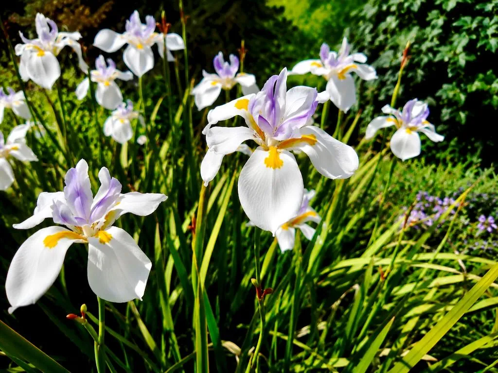 Dietes grandiflora-1 - Online Flower Garden Dietes grandiflora