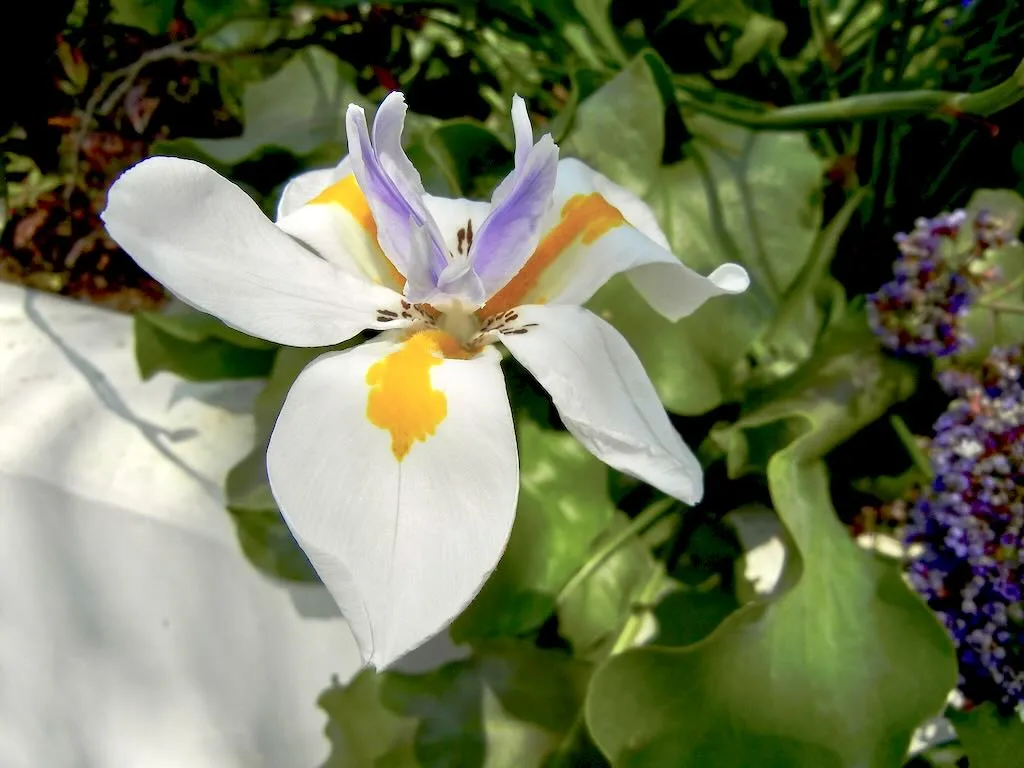 Dietes grandiflora - Online Flower Garden Dietes grandiflora