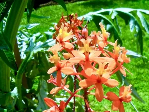 Epidendrum ibaguense 'Orange Ballerina'