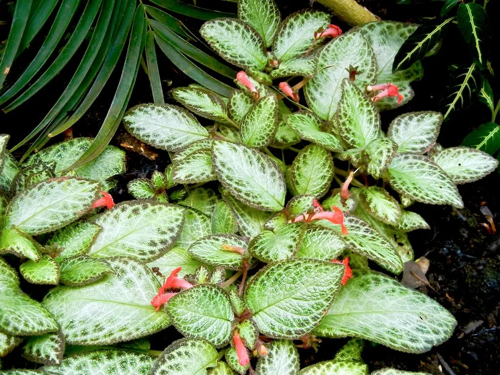 Episcia
