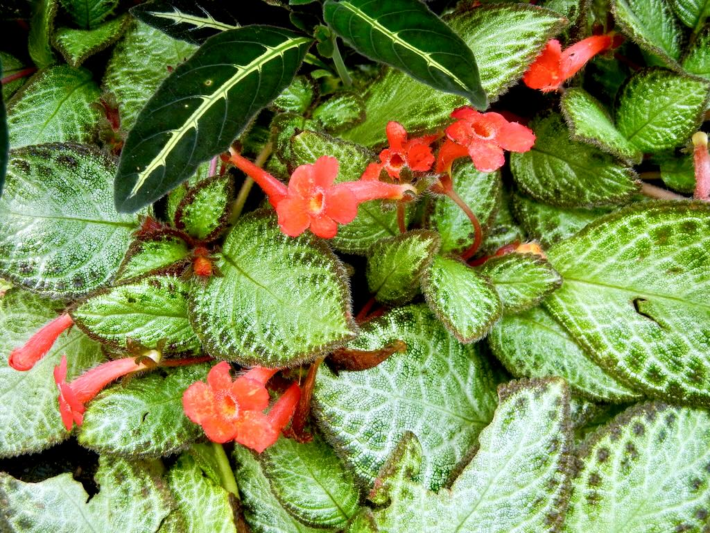 Episcia