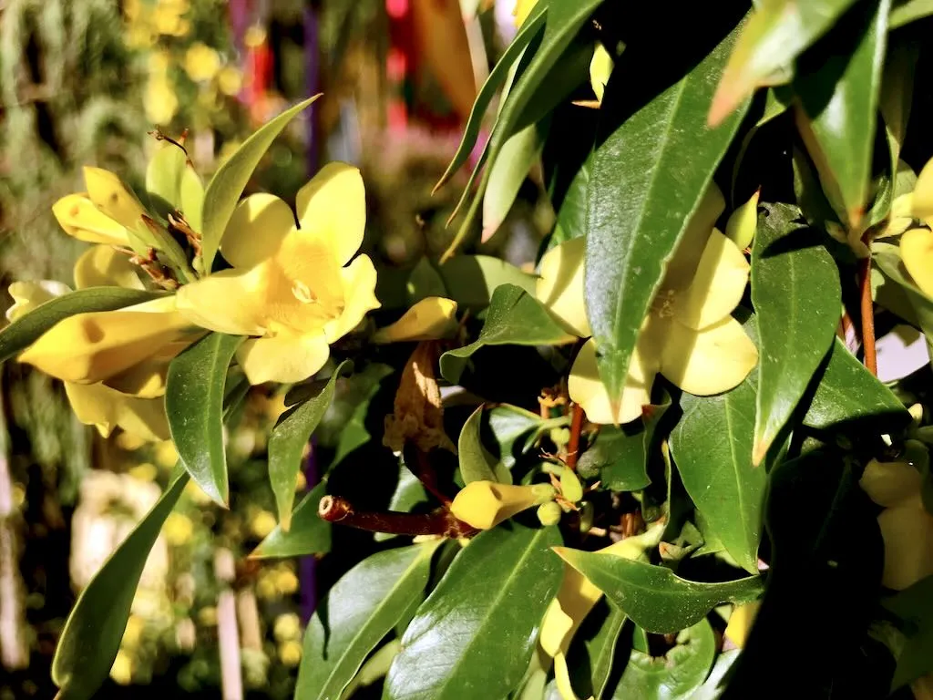 Gelsemium sempervirens