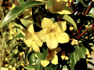 Gelsemium sempervirens