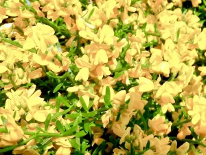 Genista pilosa