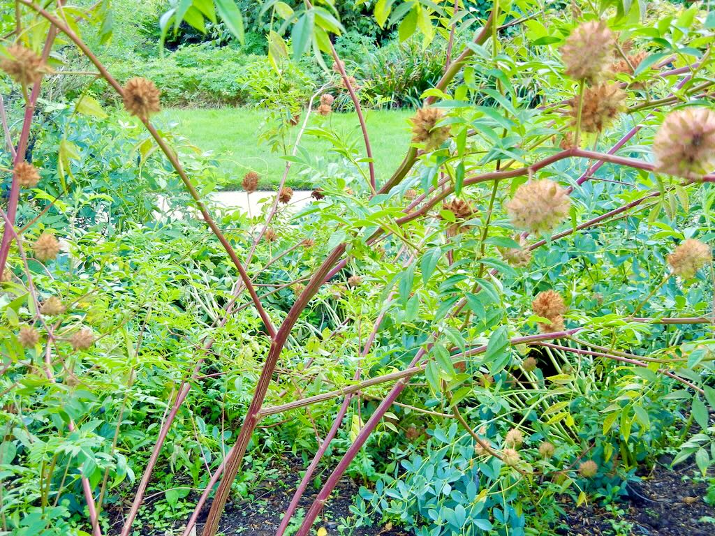 Glycyrrhiza yunnanensis