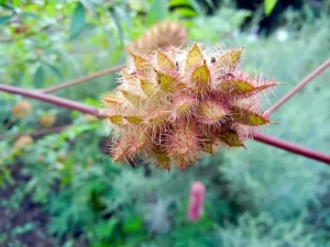 Glycyrrhiza yunnanensis