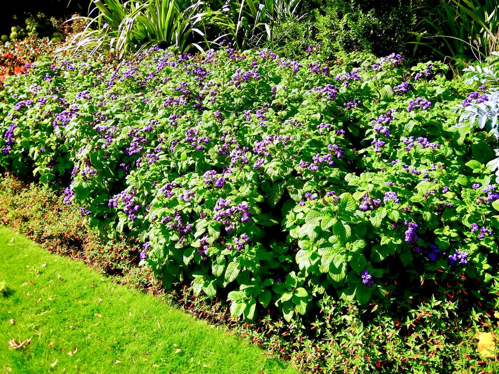 Heliotropium arborescens-1 - Online Flower Garden Heliotropium arborescens