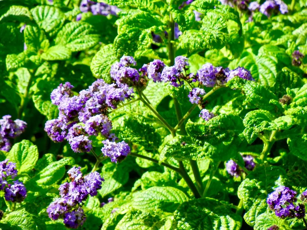 Heliotropium arborescens - Online Flower Garden Heliotropium arborescens