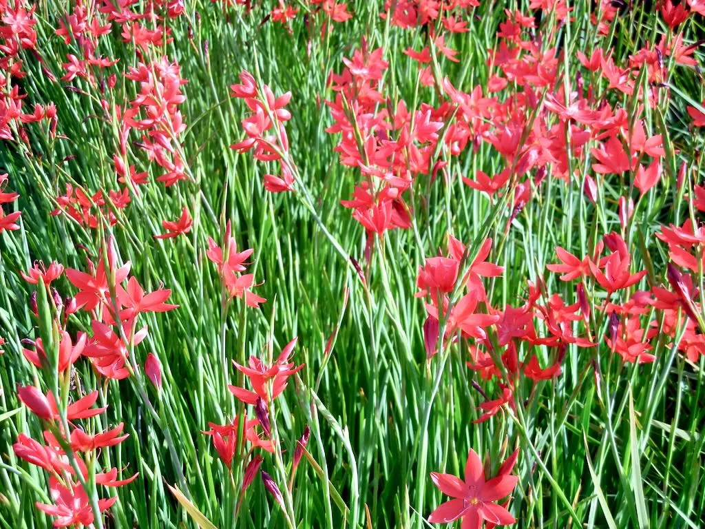 Hesperantha coccinea Major-1 - Online Flower Garden Hesperantha coccinea'Major'