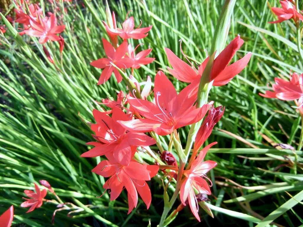 Hesperantha coccinea Major - Online Flower Garden Hesperantha coccinea 'Major'