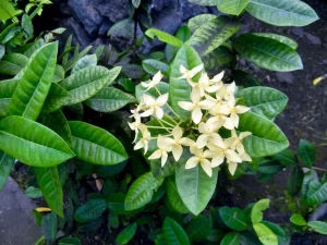 Ixora coccinea - Tahiti Ia Ora Beach Resort Garden